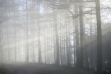 John Daniels - Misty woodland