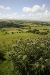 John Daniels - Green landscape